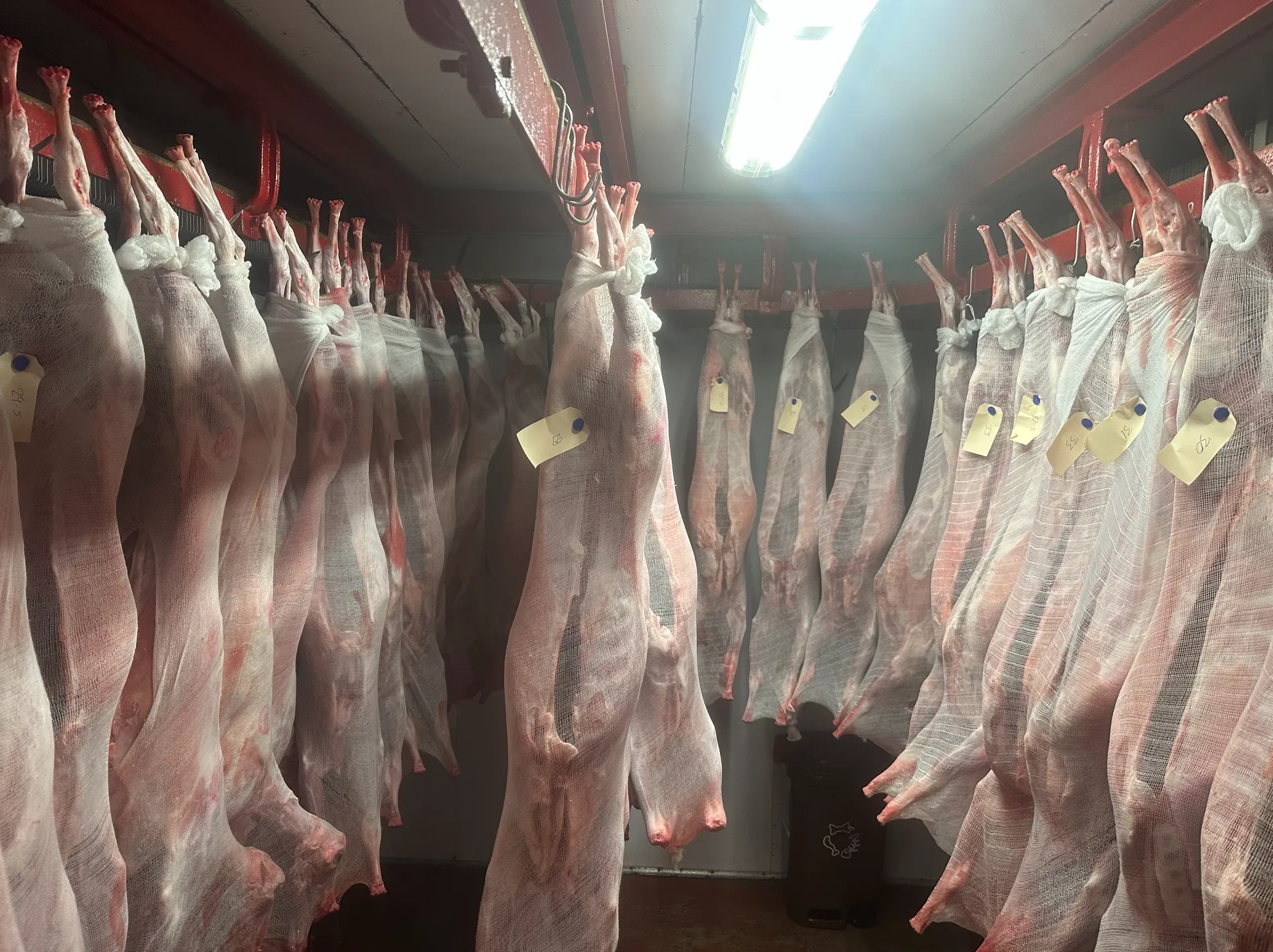 Whole animals wrapped in cloth and hanging in our cooler